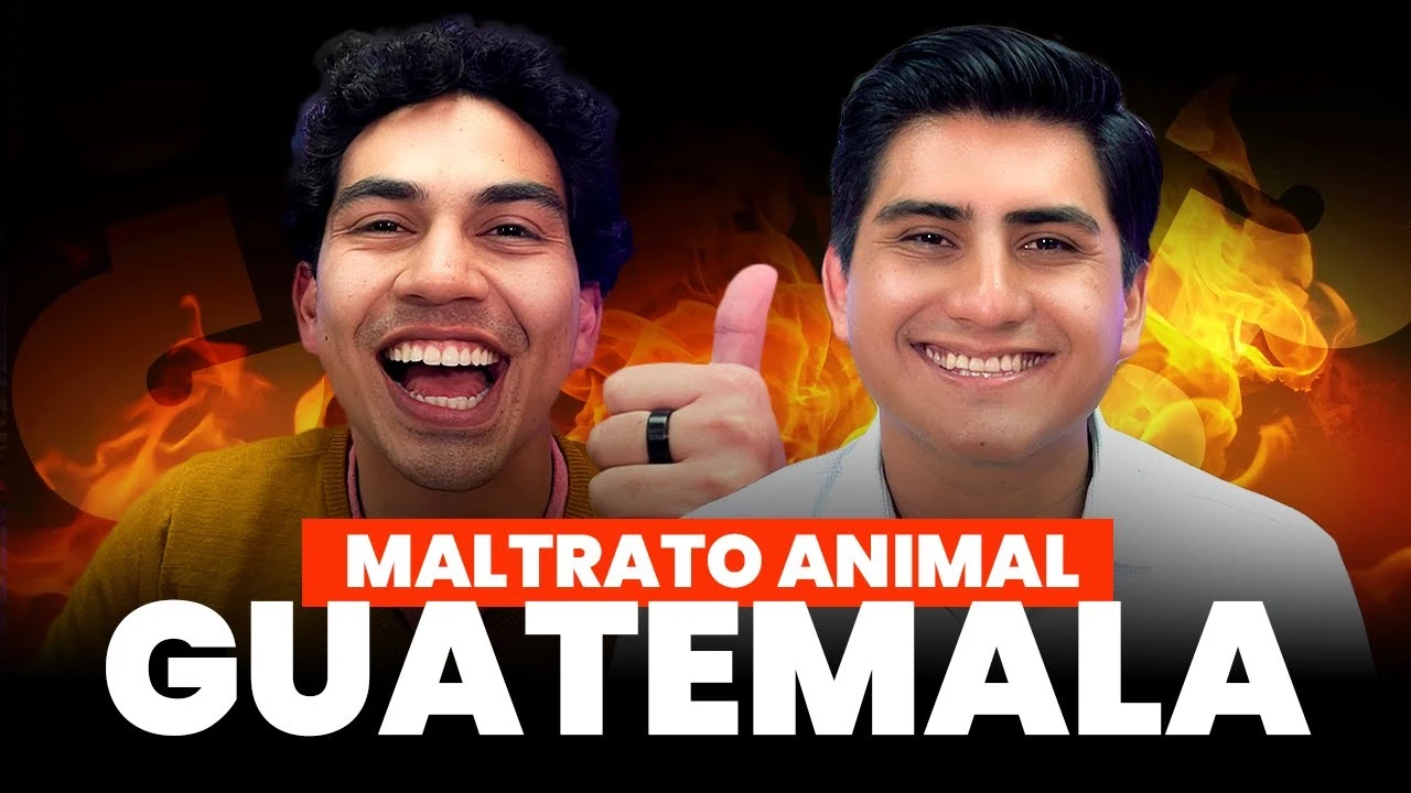 Maltrato animal en Guatemala y el valor de las mascotas: experiencias en Contexto Plis